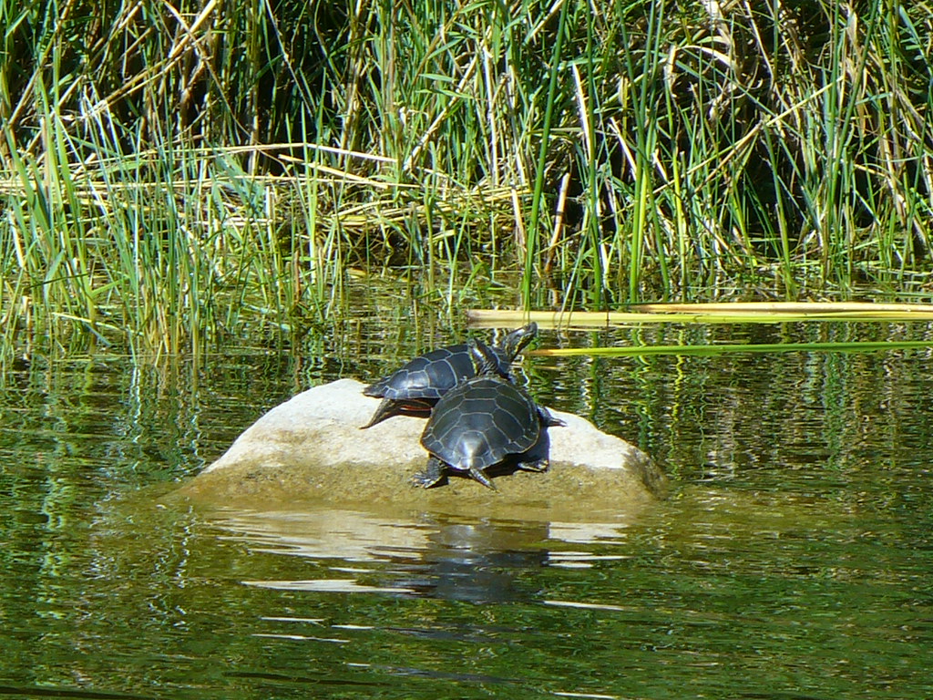 Turtles Lake Metigoshe, North Dakota reinagnoma Flickr