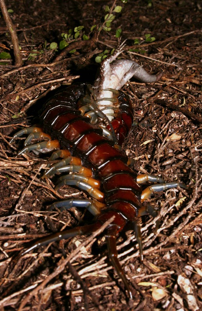 centipede eating skink A giant centipede eating an Oligoso… Flickr