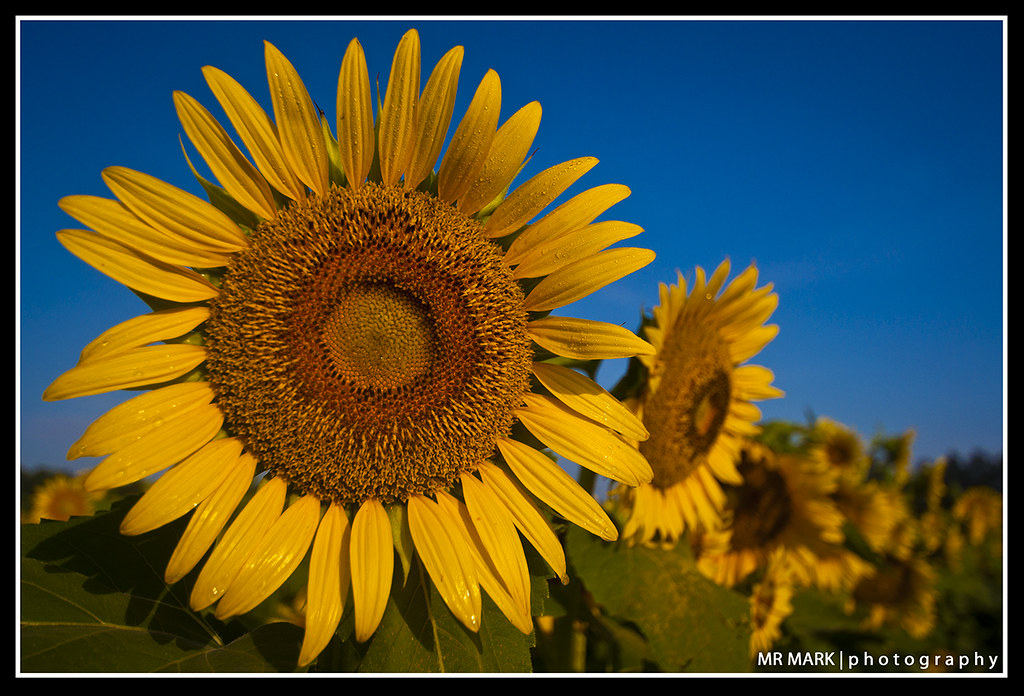 Sunflower Row, Rutledge, GA Sunflower Row, Rutledge, GA I … Flickr