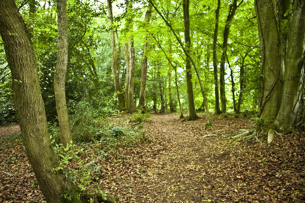 Forest Glade The path opened up slightly to make a gatheri… Flickr