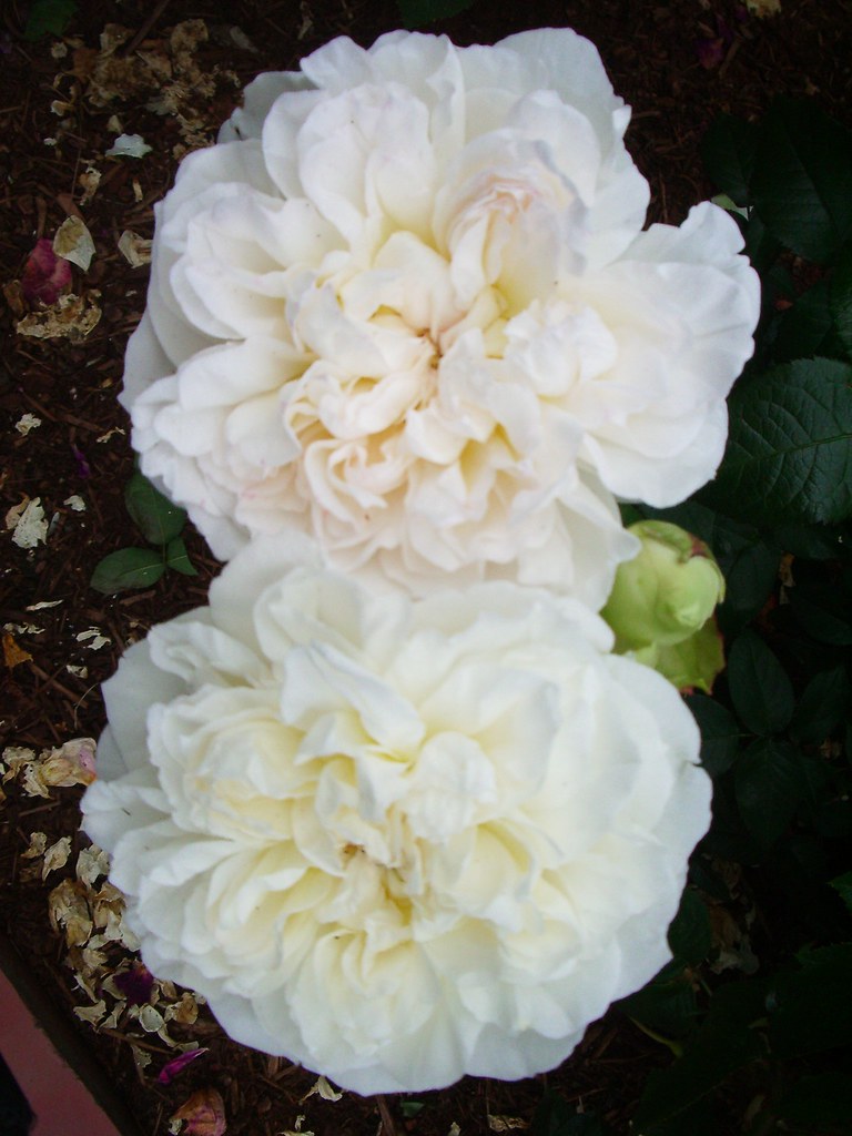 Roses Portland city of roses native's Flickr