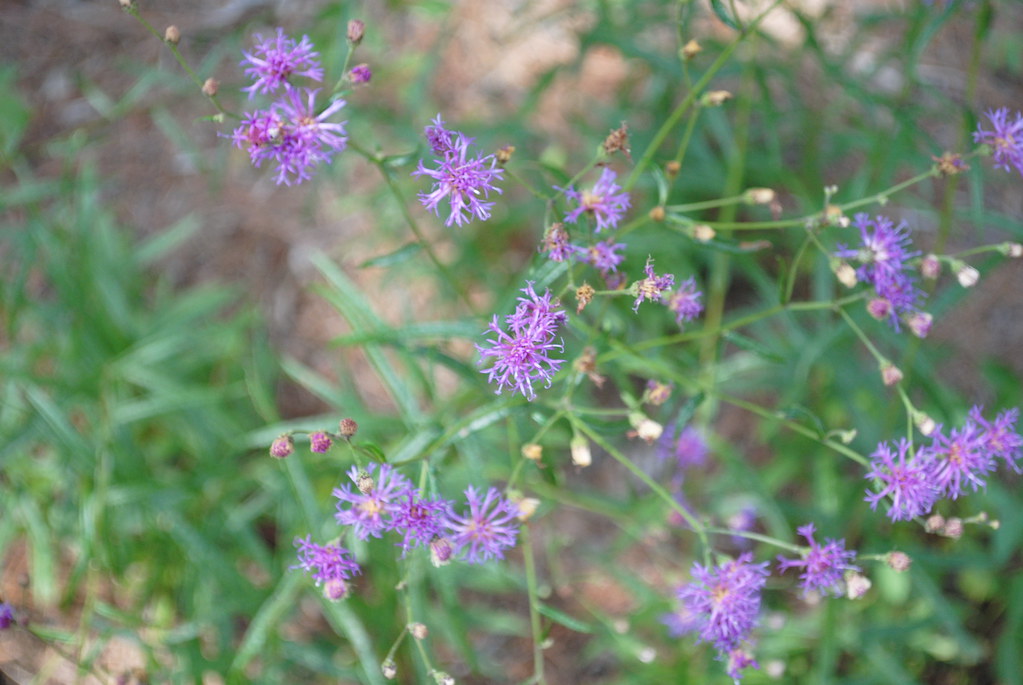 VERNONIA TEXANA (TEXAS IRONWEED) randy Wheelis Flickr