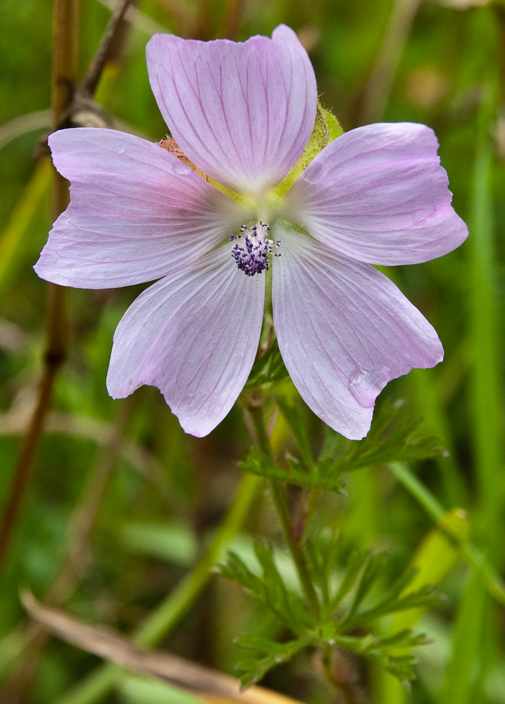 Wild Flower, Llanharry Iron mine Llanharry Iron, mine, clo… Flickr