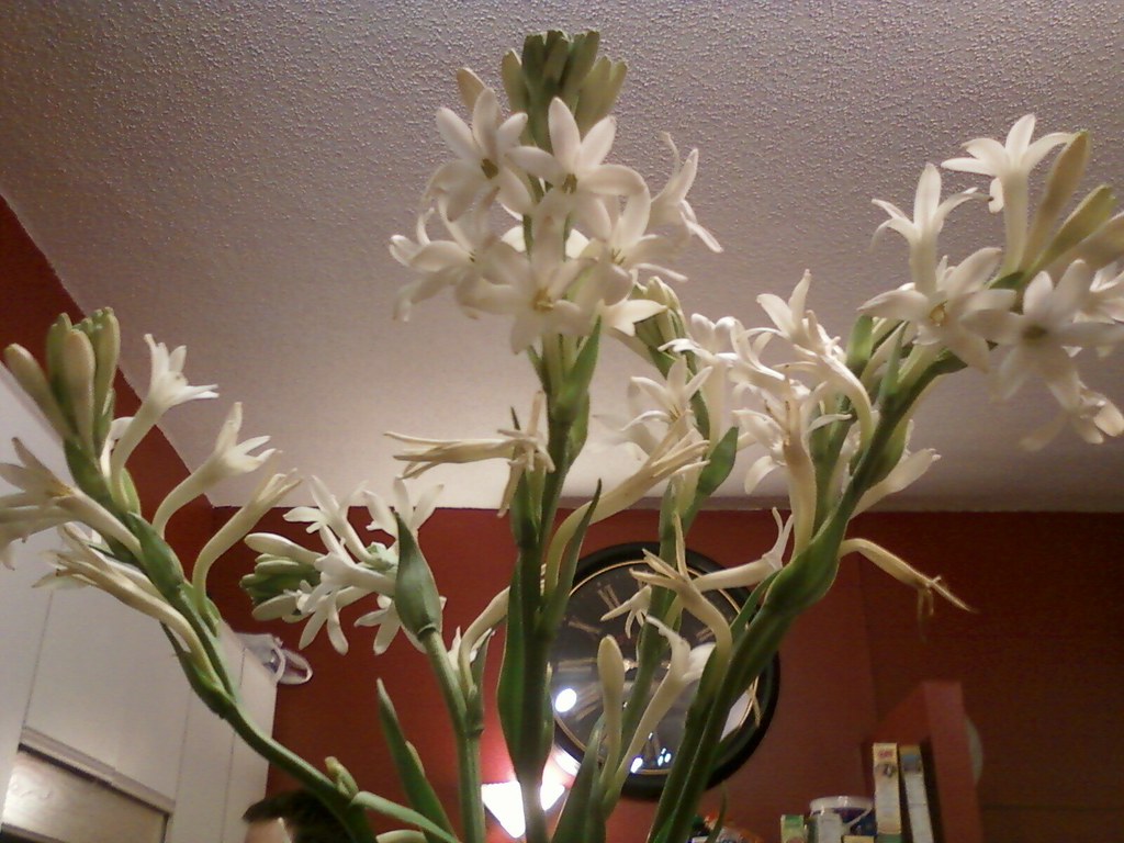 it smells nice like tuberose in here!! lisaaaaaaaaaah Flickr