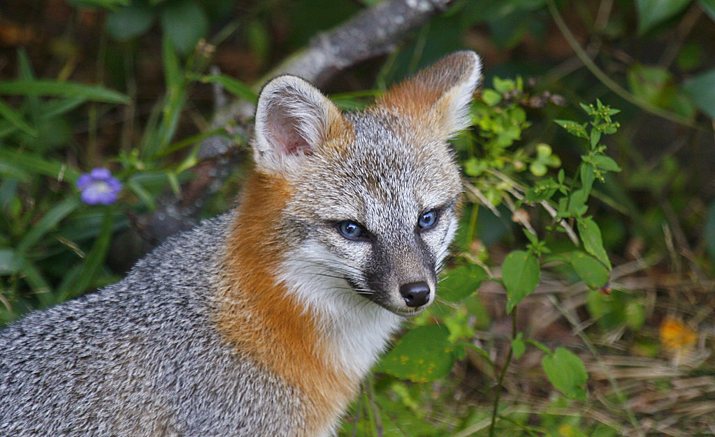 GRAY FOX KIT Gray Fox Kit, Arlington Heights, Back Yard, S… Flickr