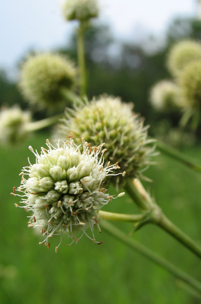 Eryngium yuccifolium Harris County, Texas Layla Flickr