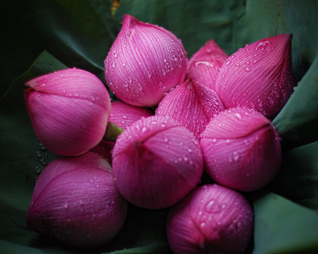 Closed Lotus Flowers at the Hong Kong Flower Market a photo on Flickriver
