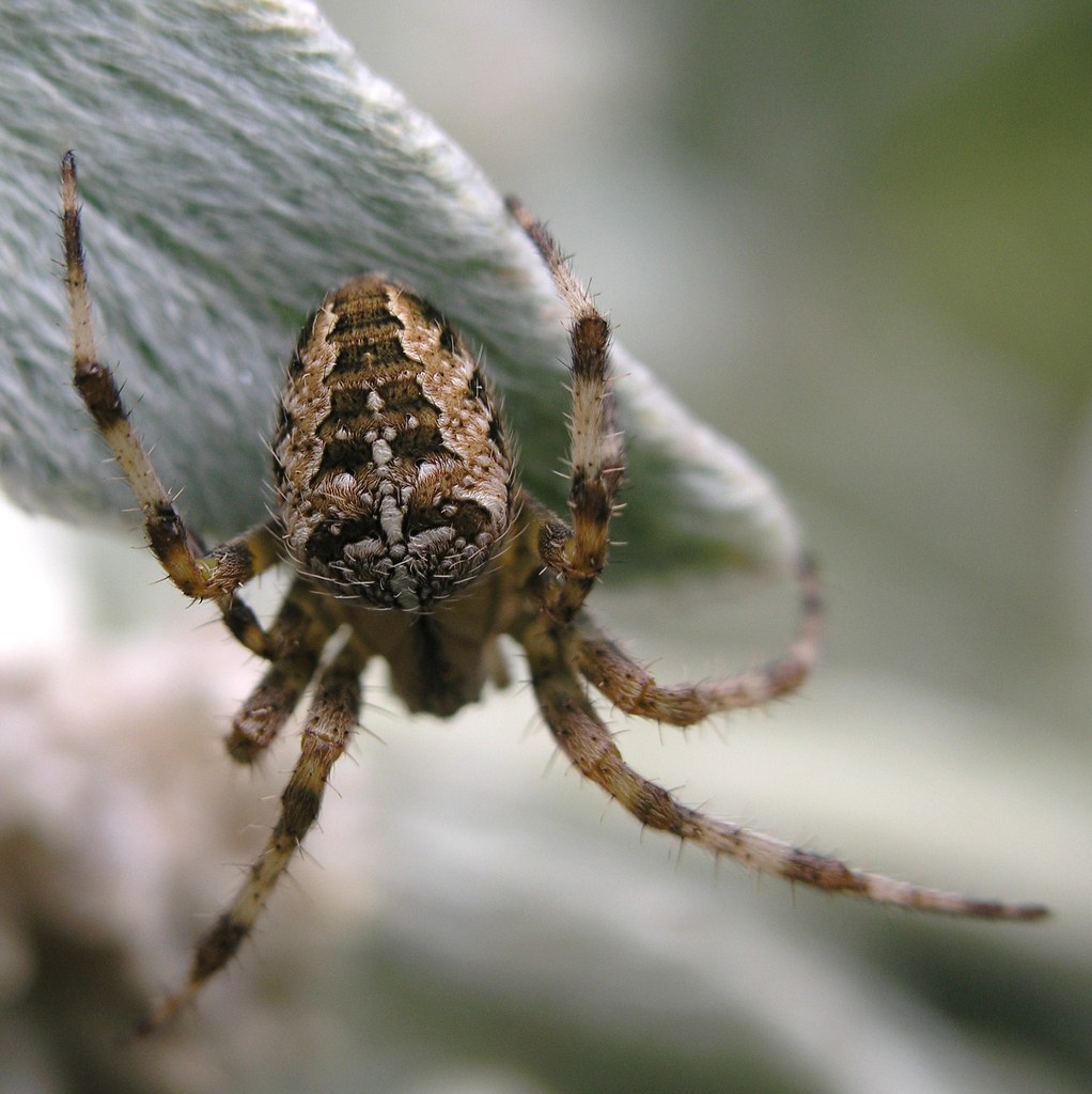 Garden Orb Spider (Araneus diadematus) a photo on Flickriver
