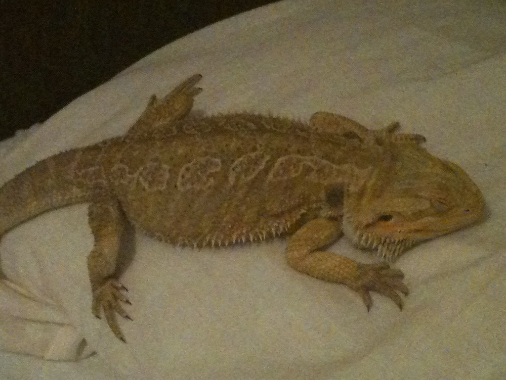 my bearded dragon sleeping my bearded dragon sleeping Flickr