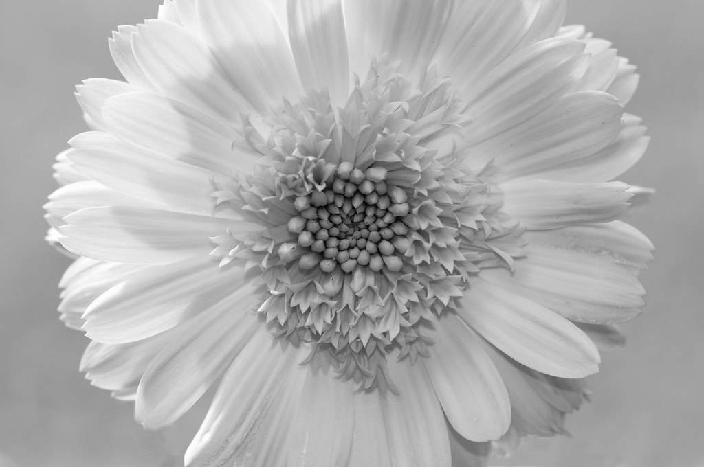 black and white flower PictureCabin Flickr