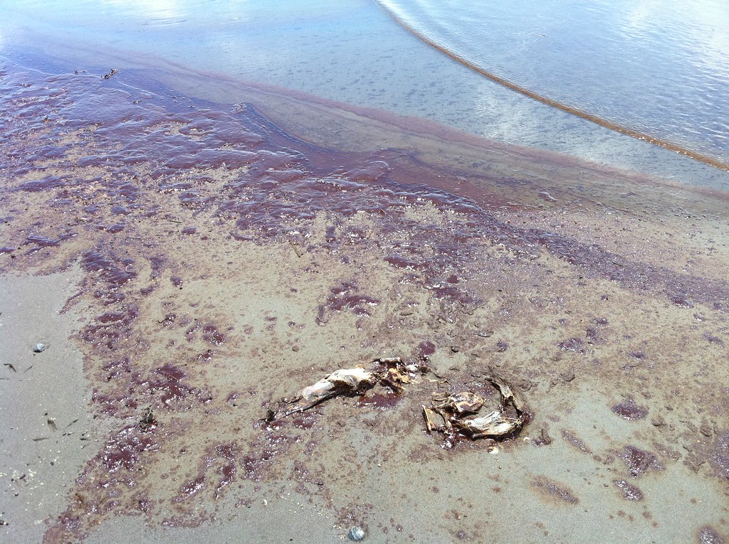 Oil on Fourchon beach 10 Copyright Lower Mississippi River… Flickr