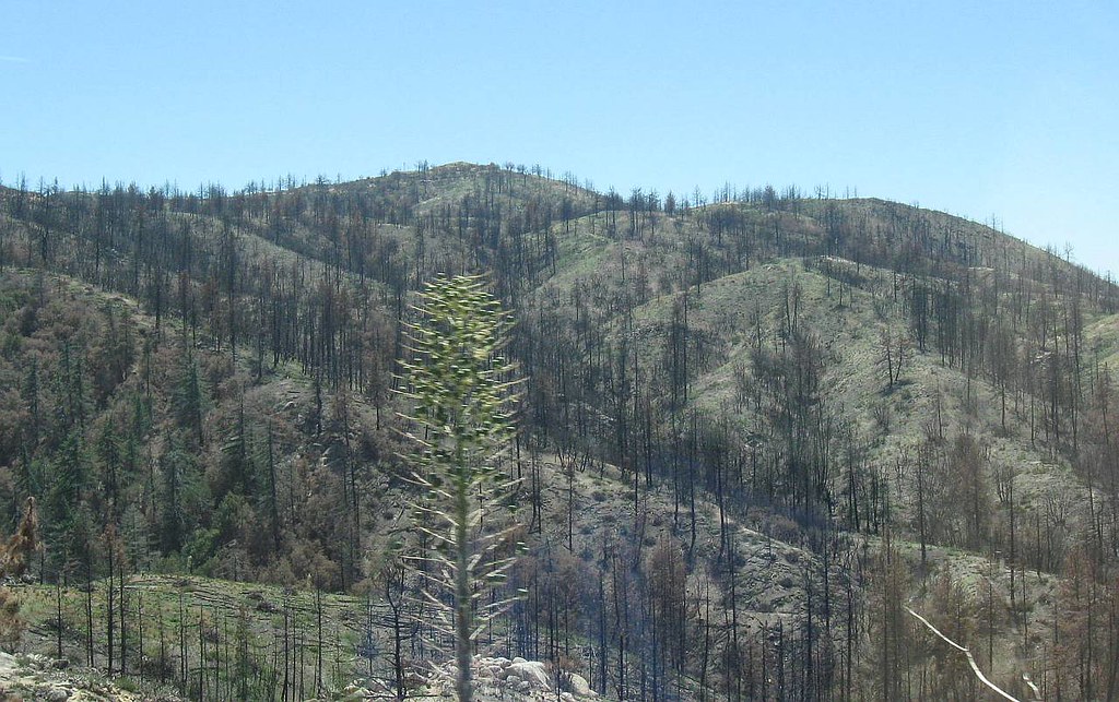 Charlton Flat and Mt Vetter "Charlton Flat is a dayuse an… Flickr