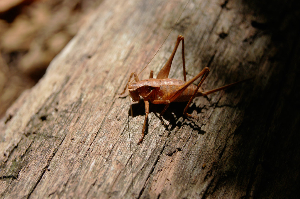 Pickle Pond Delmont, nj Leroy Hickman Jr Flickr