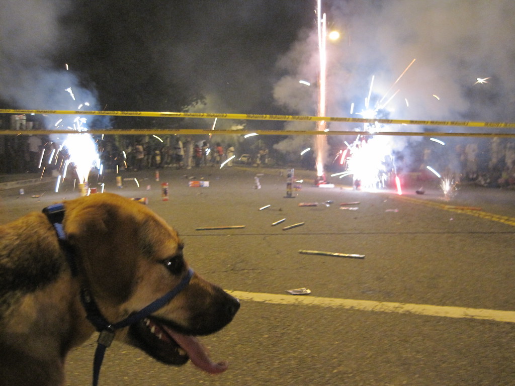 My dog panting with excitement at Roman candles in Petwort… Flickr