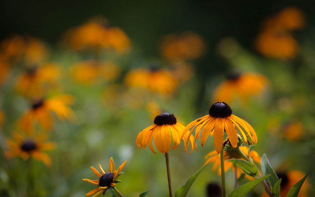 blackeyed susan desktop background wallpaper hope you e… Flickr
