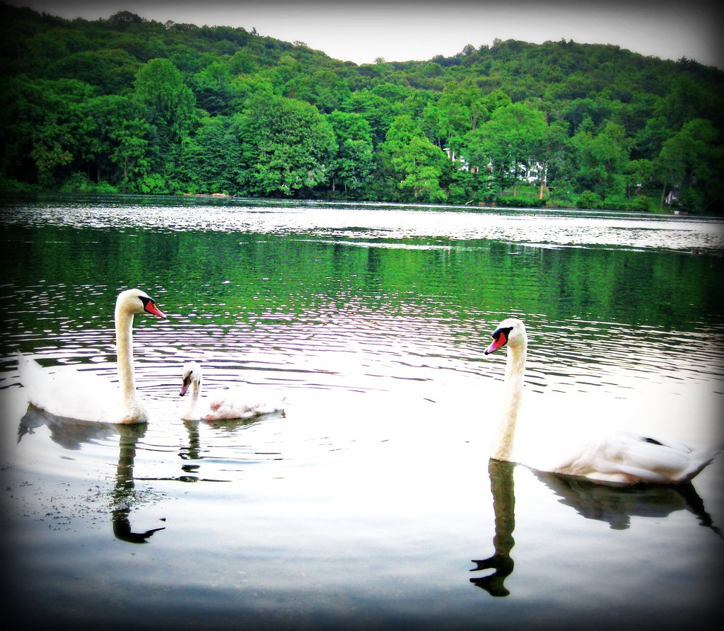 Swan Lake Cold Spring Harbor NYlake behind fishery. photowalksenior