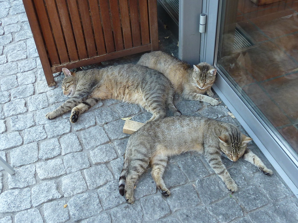 Cats Blue Oxen Associates Flickr