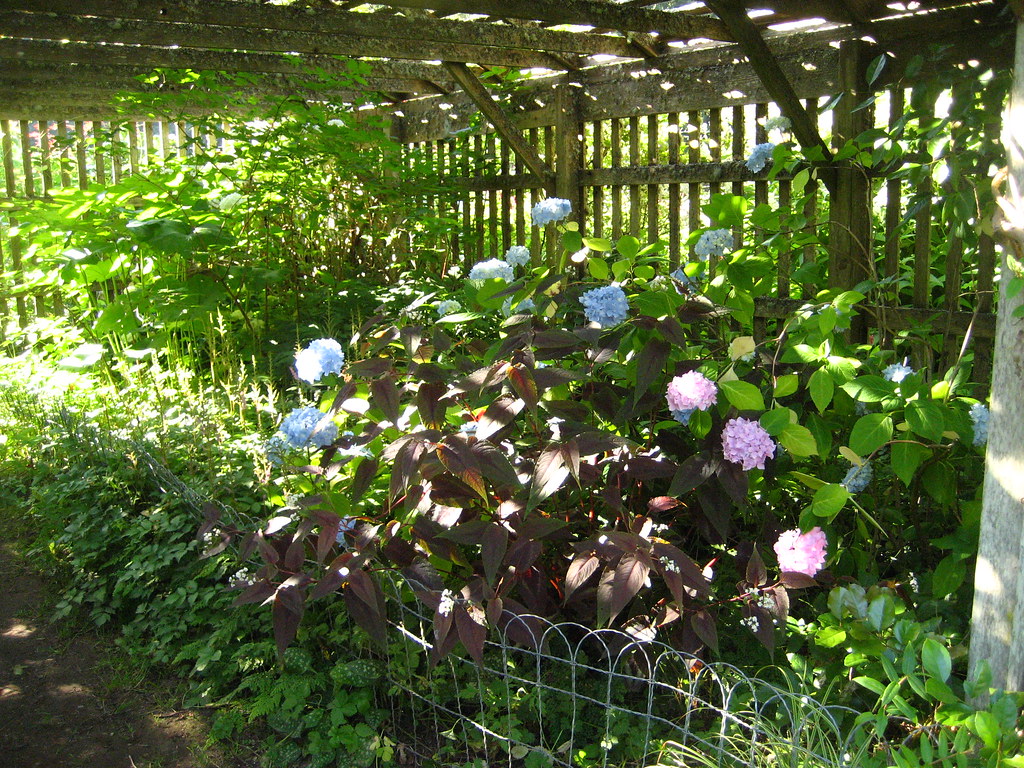 Cultus Bay Nursery Hydrangeas in the lathe house AGAmum Flickr