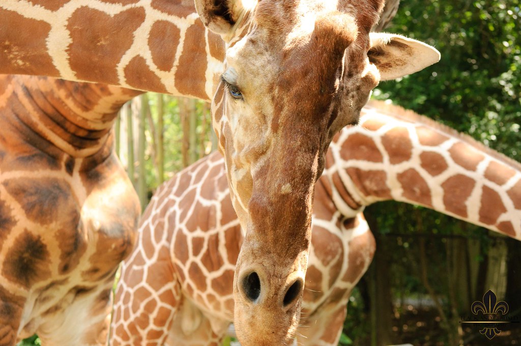 Audubon Zoo pictures from a special project that Audubon Z… Flickr