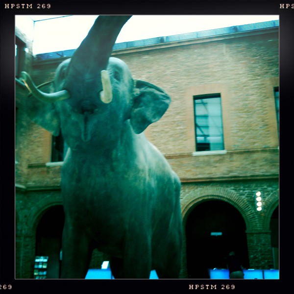 Museum de Toulouse Elephant Pat BEZIAN Flickr