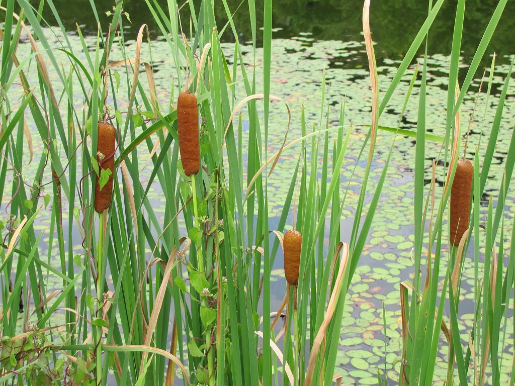 Cattails (Bulrushes) This is a creative commons image, whi… Flickr