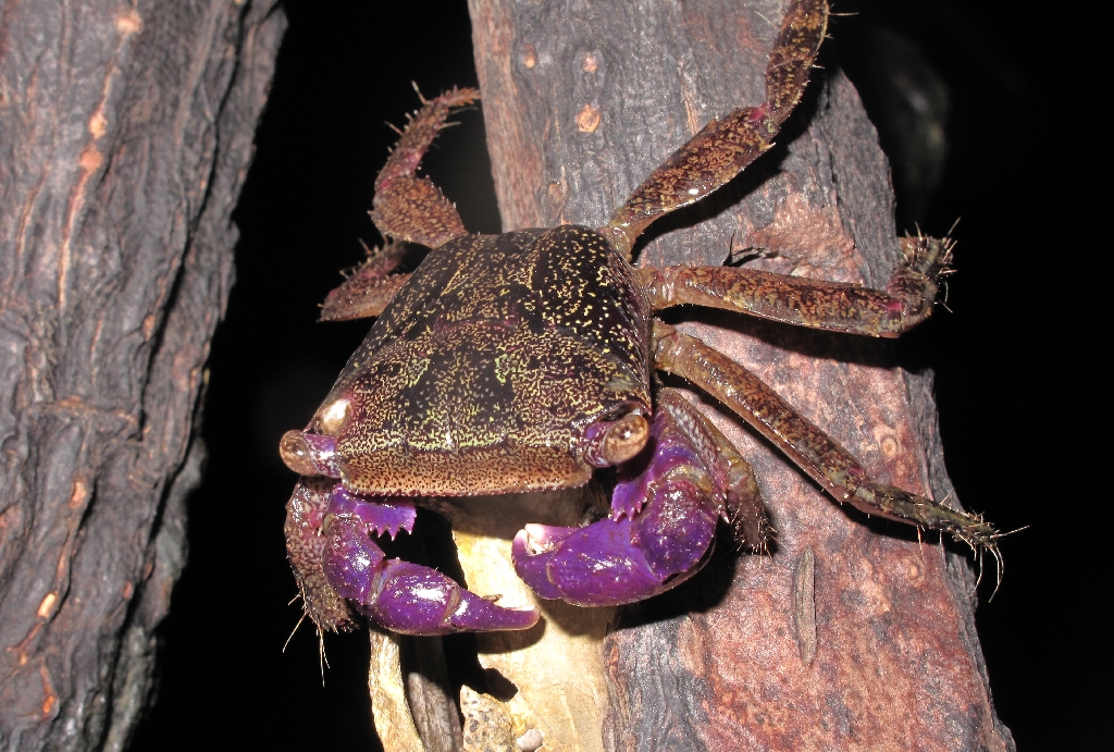 Purple crab_1627 A purple crab on a mangrove. Daliwuy Bay,… Flickr