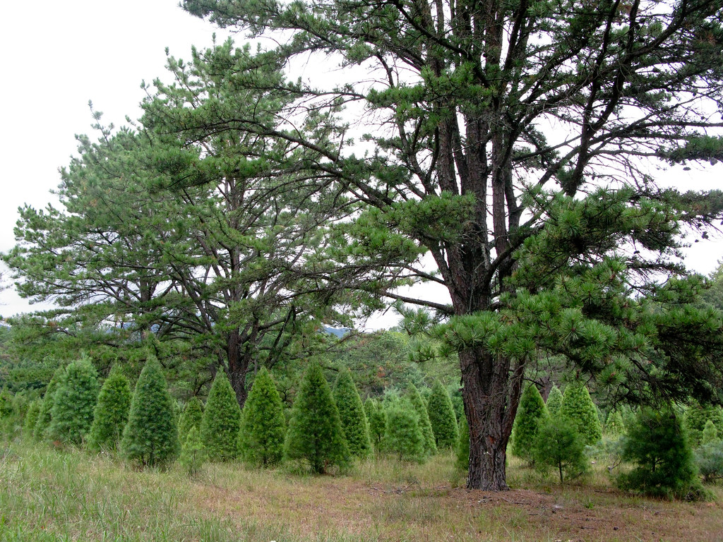 Christmas tree farm. Edinburg VA, August 2010 MooreColl Flickr