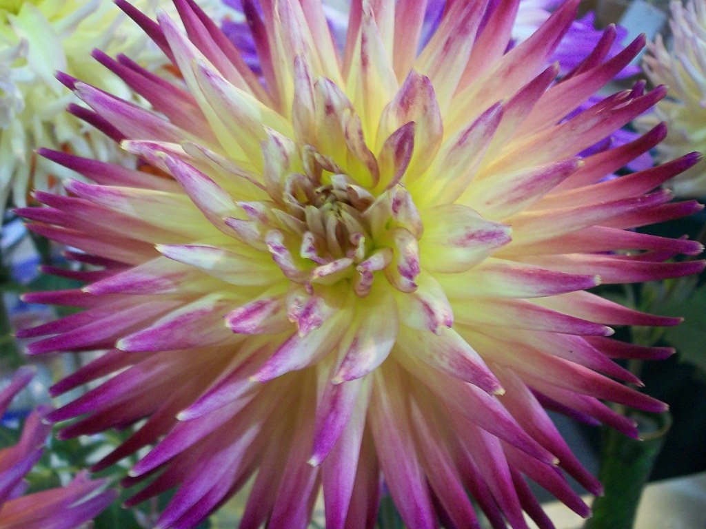 Ventura County Fair Flowers 6 Clotee Pridgen Allochuku Flickr