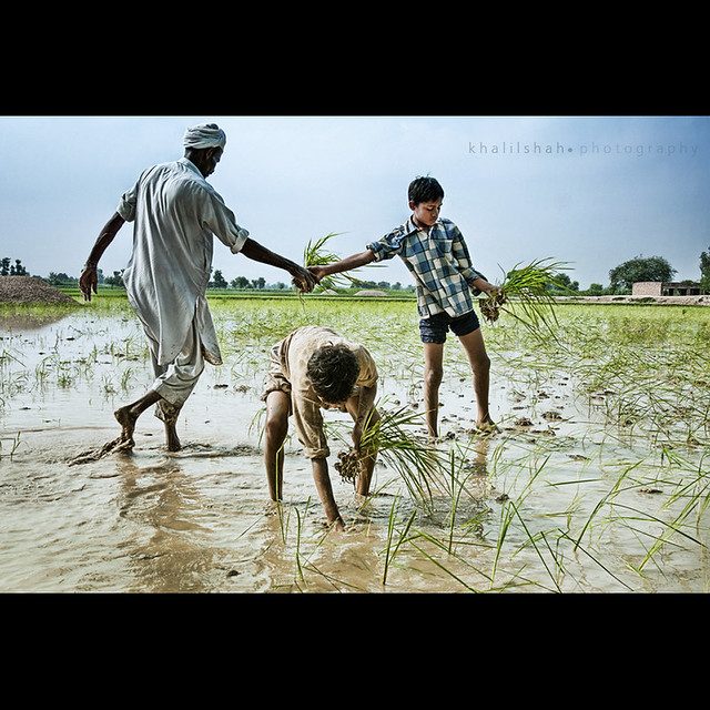 Rice plantation in Punjab Khalil Shah Flickr