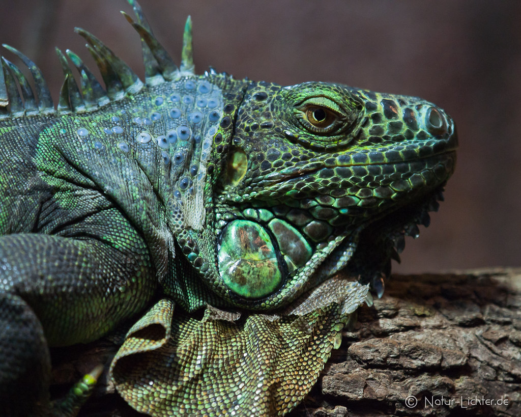 Green Leguan Wilhelma 2010 "Iguana iguana" der