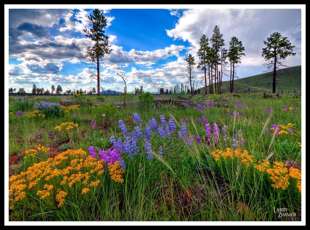 High Country Flowers a photo on Flickriver
