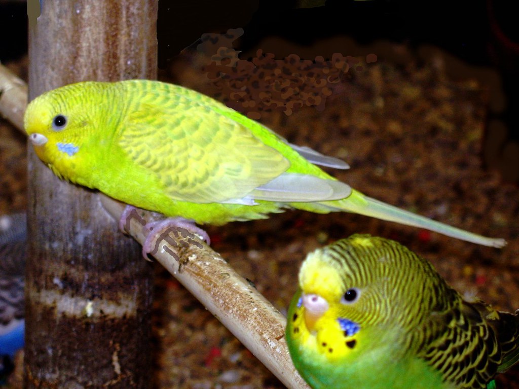 Parakeets Pet store in Houston, Texas. Sept. 2010. PINKE Flickr