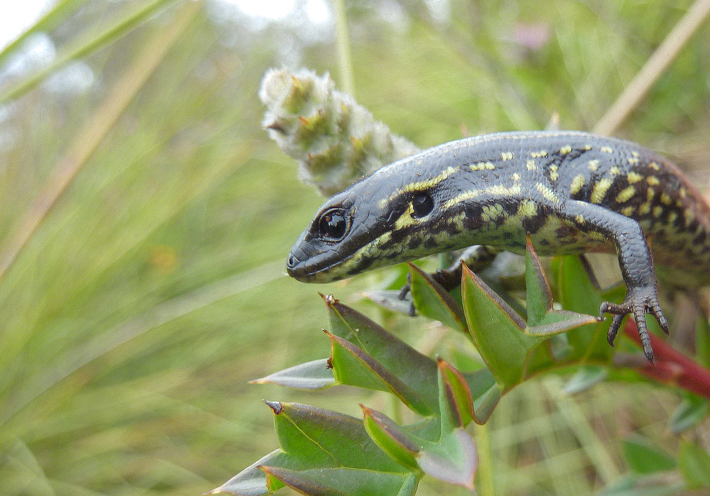 Blue Mountains water skink Eulamprus leuraensis Blue