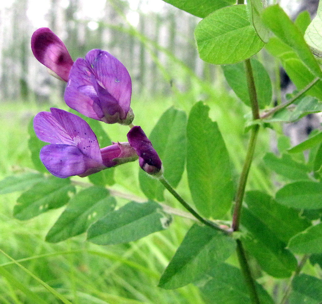 Vetch I think this is called Beach Pea according to my