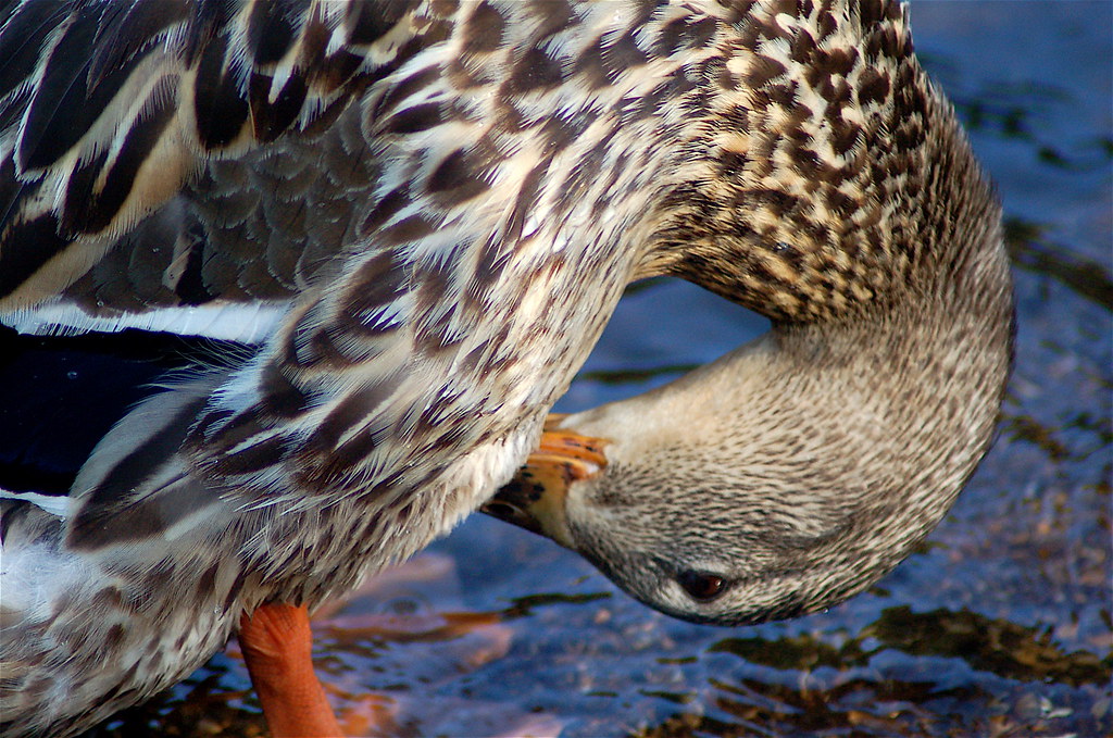 Ahh Thats The Spot Chase Lewis Flickr