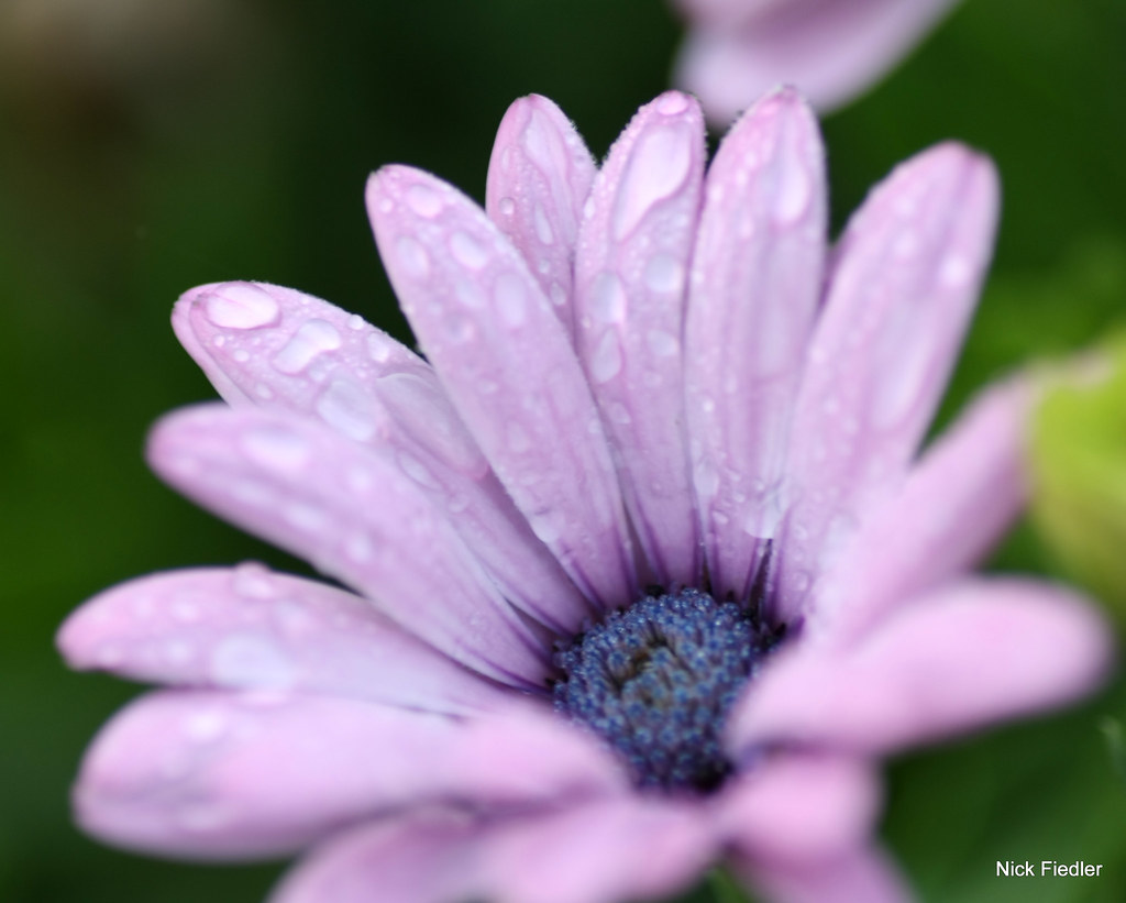 A Drink for a Flower Nick Fiedler Flickr