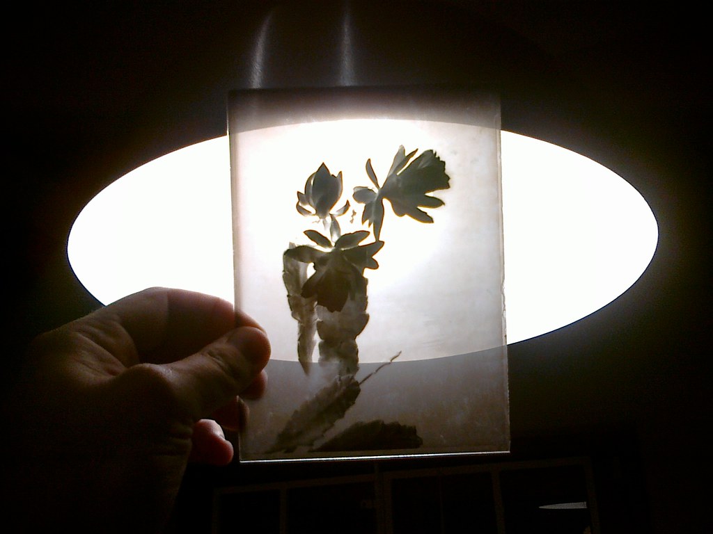 Photographic plate kiki got a whole bunch of old glass pho… Flickr