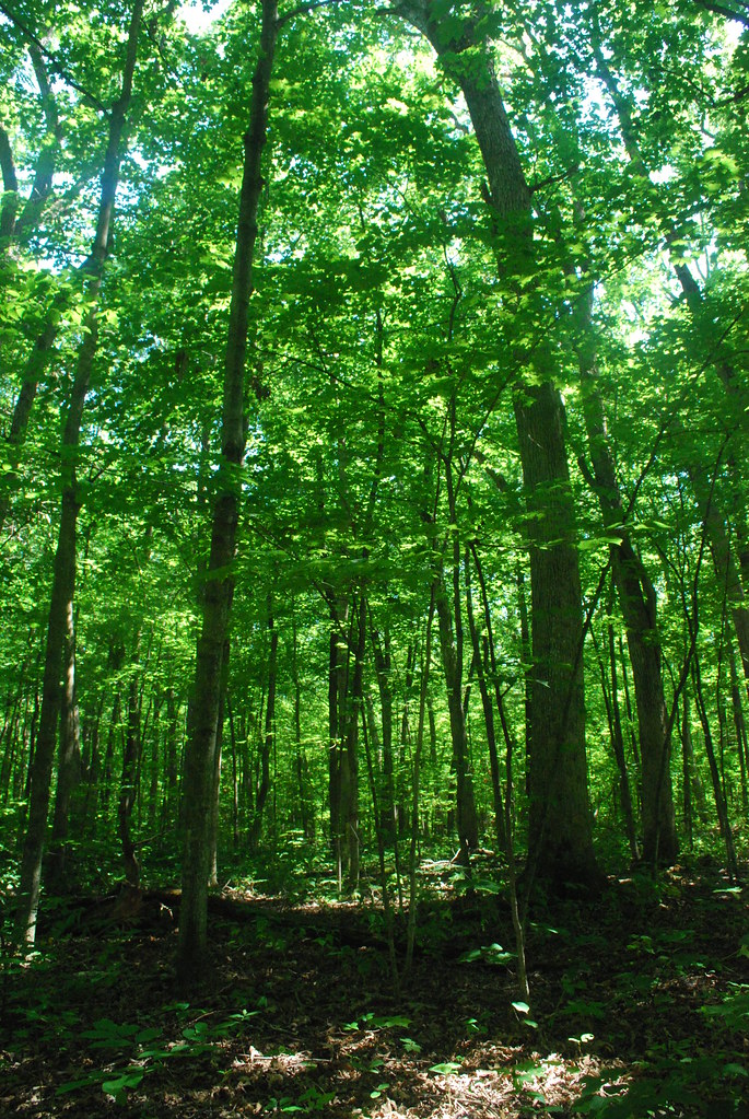 Hardwood Forest Muskego Park Hardwoods Wisconsin State Nat… Flickr
