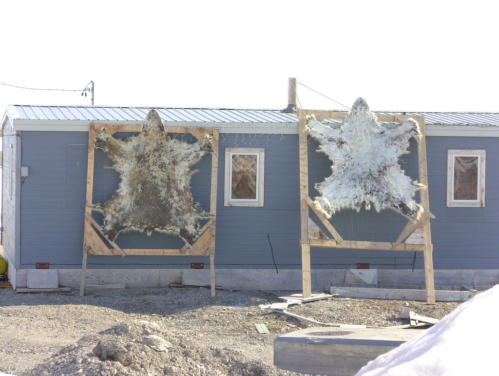 Polar Bear Hides Resolute Polar Bear Hides Resolute Flickr