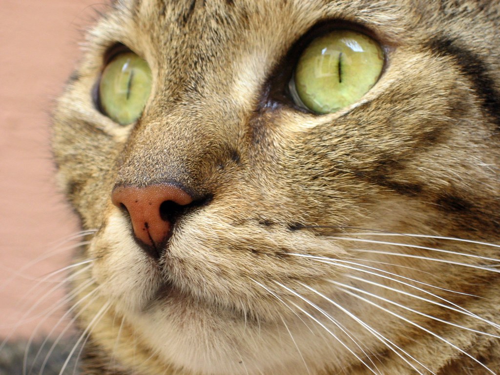 Narrowpupil cat has narrow pupils. William Flickr