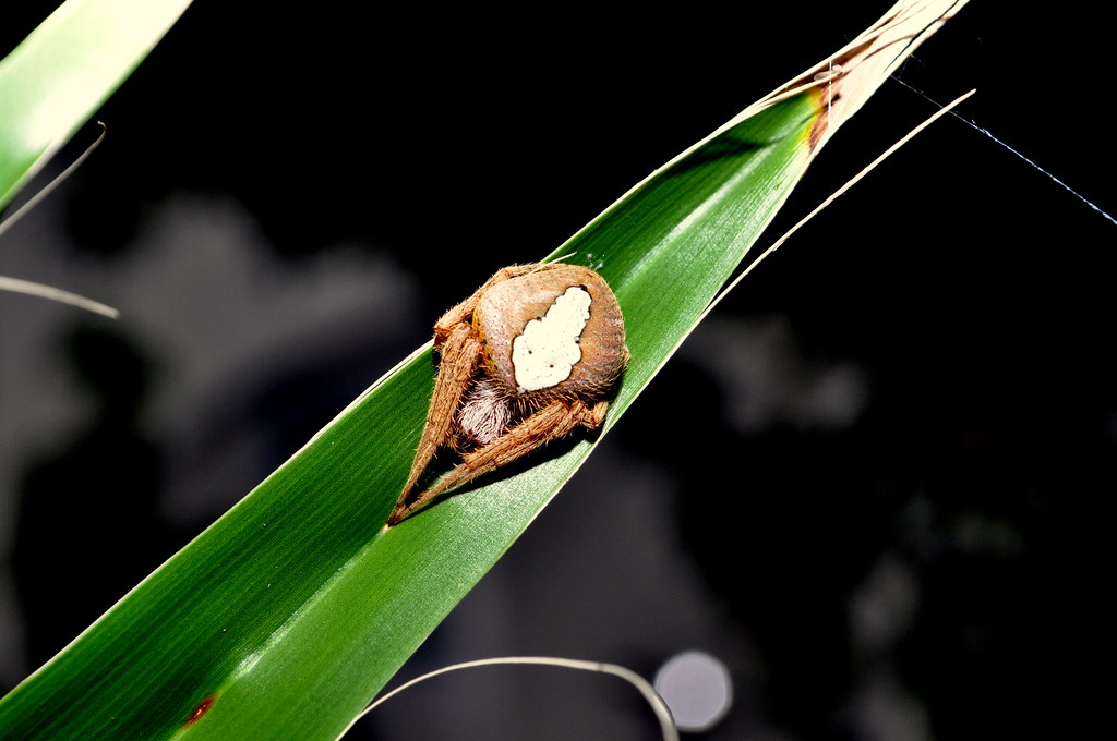 Orb Weaver Garden Orb Weaver. Brownsville, Texas. JoJo B Flickr