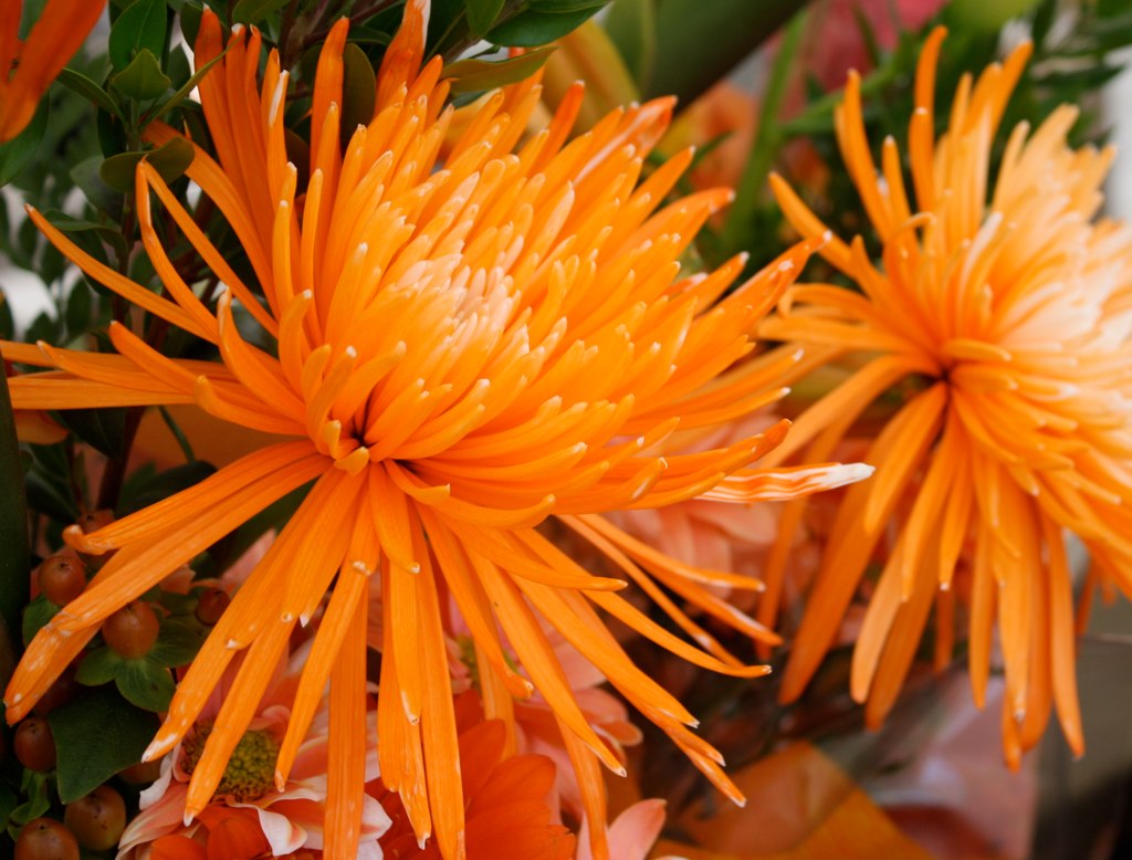 Exotic Orange Orange exotic flowers Marwa Talal Flickr