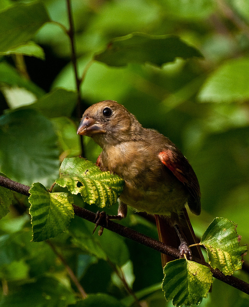 A Touch of Red A young Male House Finch showing just a tou… Flickr