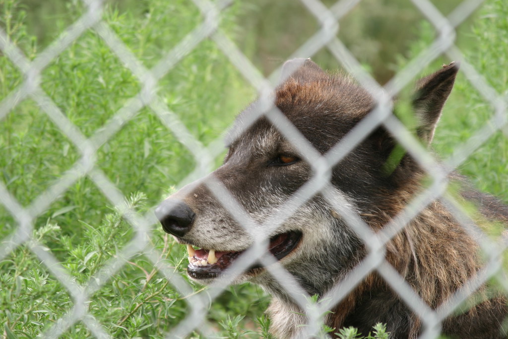 Wild Spirit Wolf Sanctuary Nearly 60 years after Candy Kit… Flickr