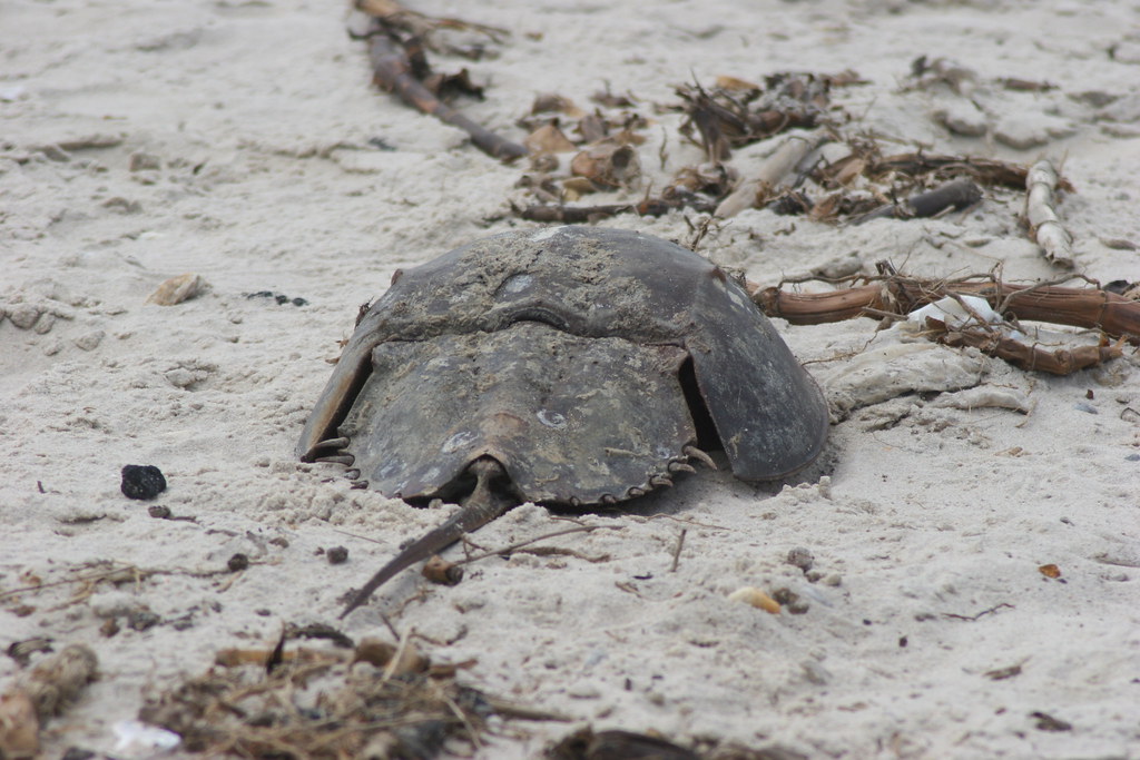 Horseshoe Crab Credit Greg Thompson/USFWS U.S. Fish and Wildlife Service Northeast Region