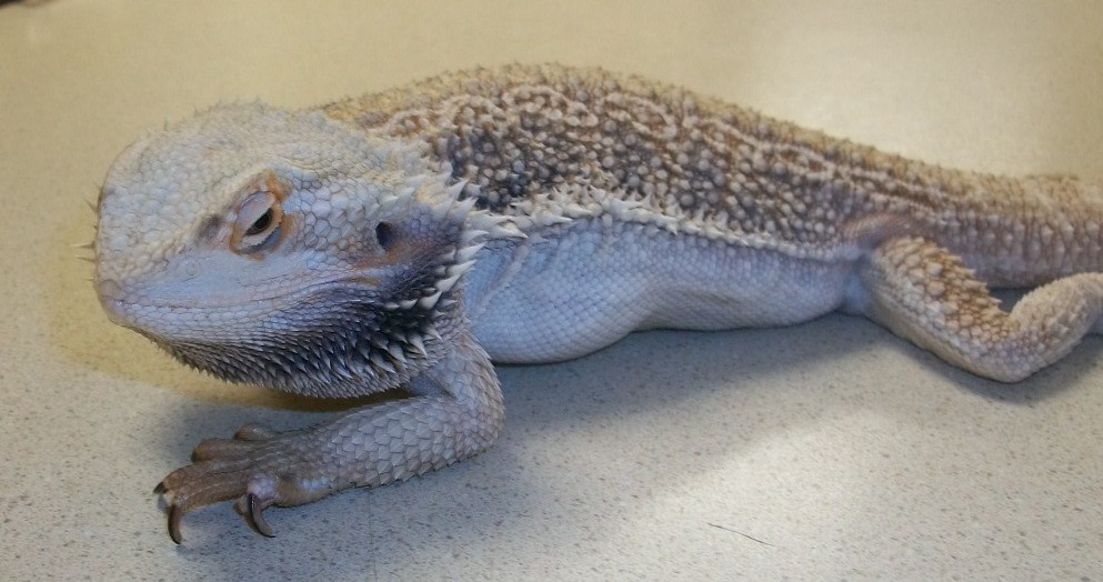 The paralyzed bearded dragon did not feel the unknown wound
