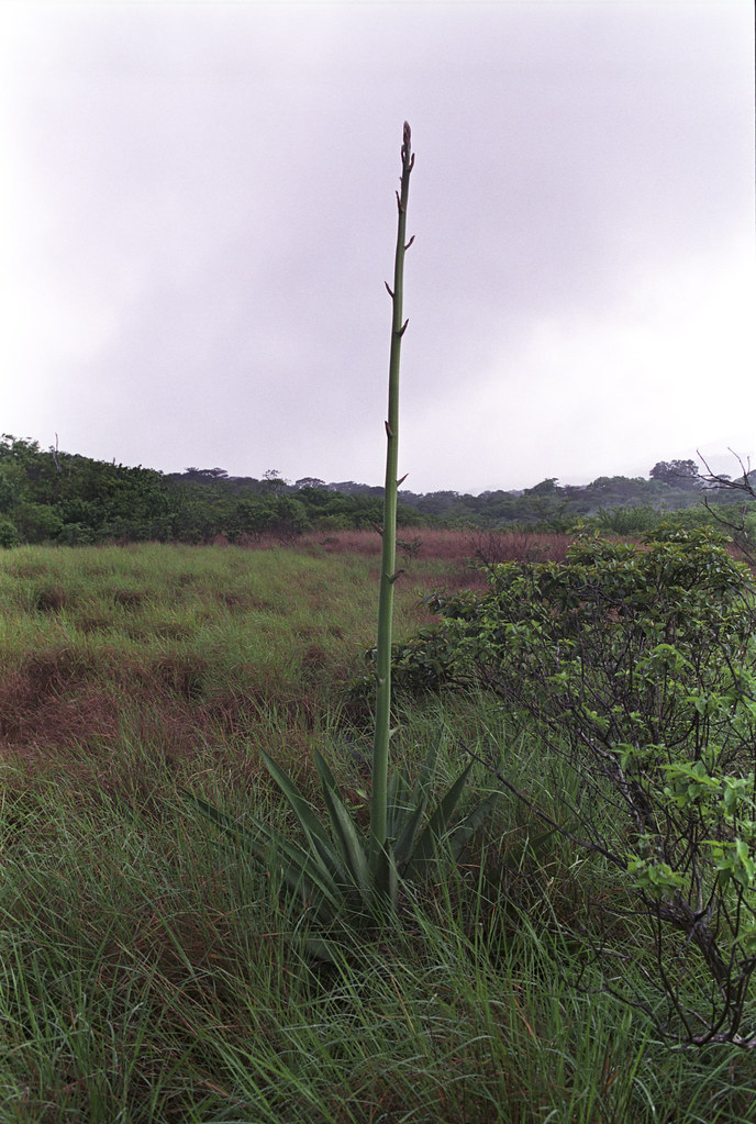Some Plant Looks like a giant asparagus. 2010060912 Andrew