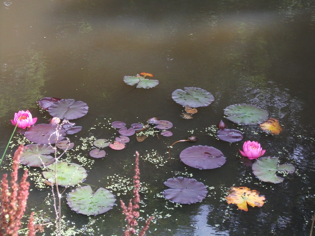 Pink Water Lillies Lintzford Garden centre Co Durham/Tyne