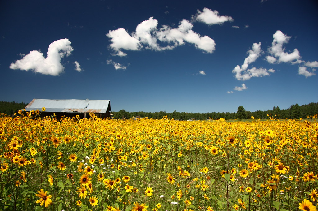 August Flower Field Williams, AZ Jen Tiffan Flickr