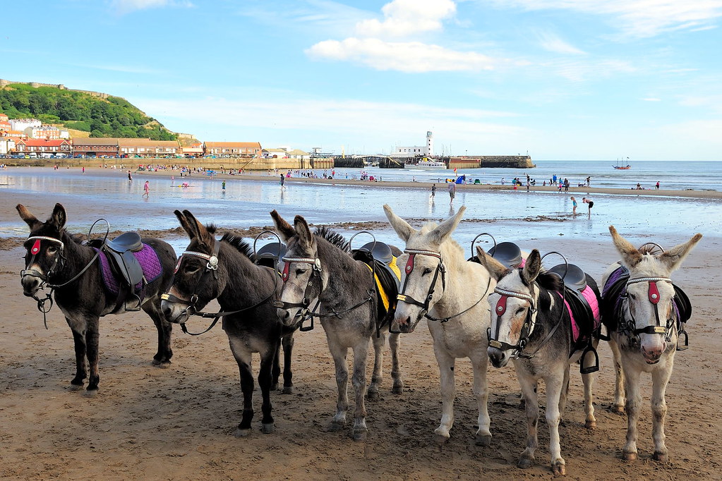 Scarborough Donkeys on the Beach pmcdee Flickr